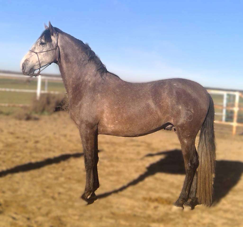 ARTESANO: Santé garantíe et castration gratuite !