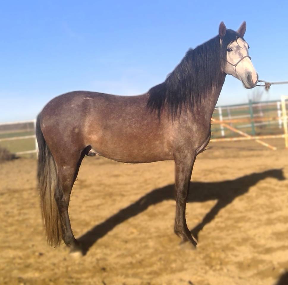 ARTESANO: Santé garantíe et castration gratuite !