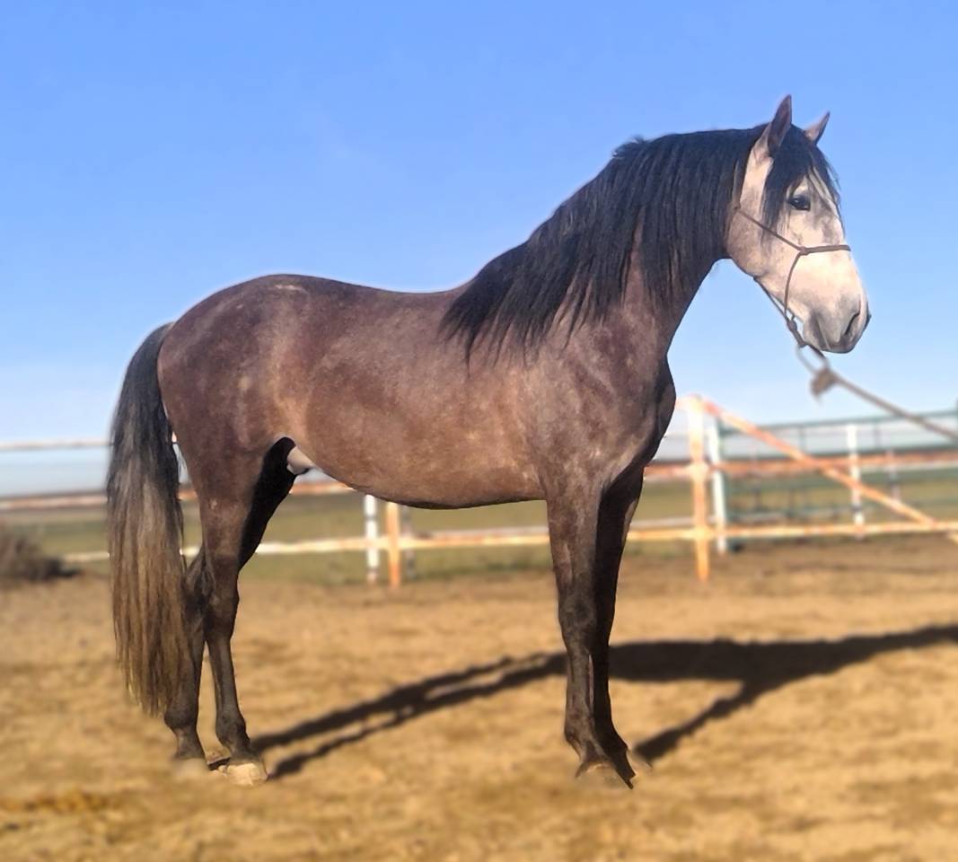 ARTESANO: Santé garantíe et castration gratuite !