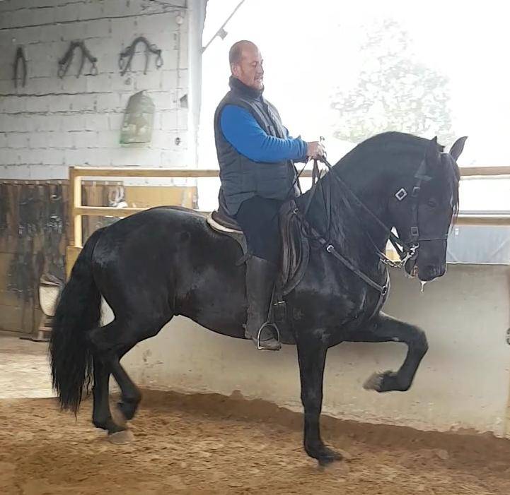 FOGOSO: Le cheval qui a tout : sécurité, spectacle et f