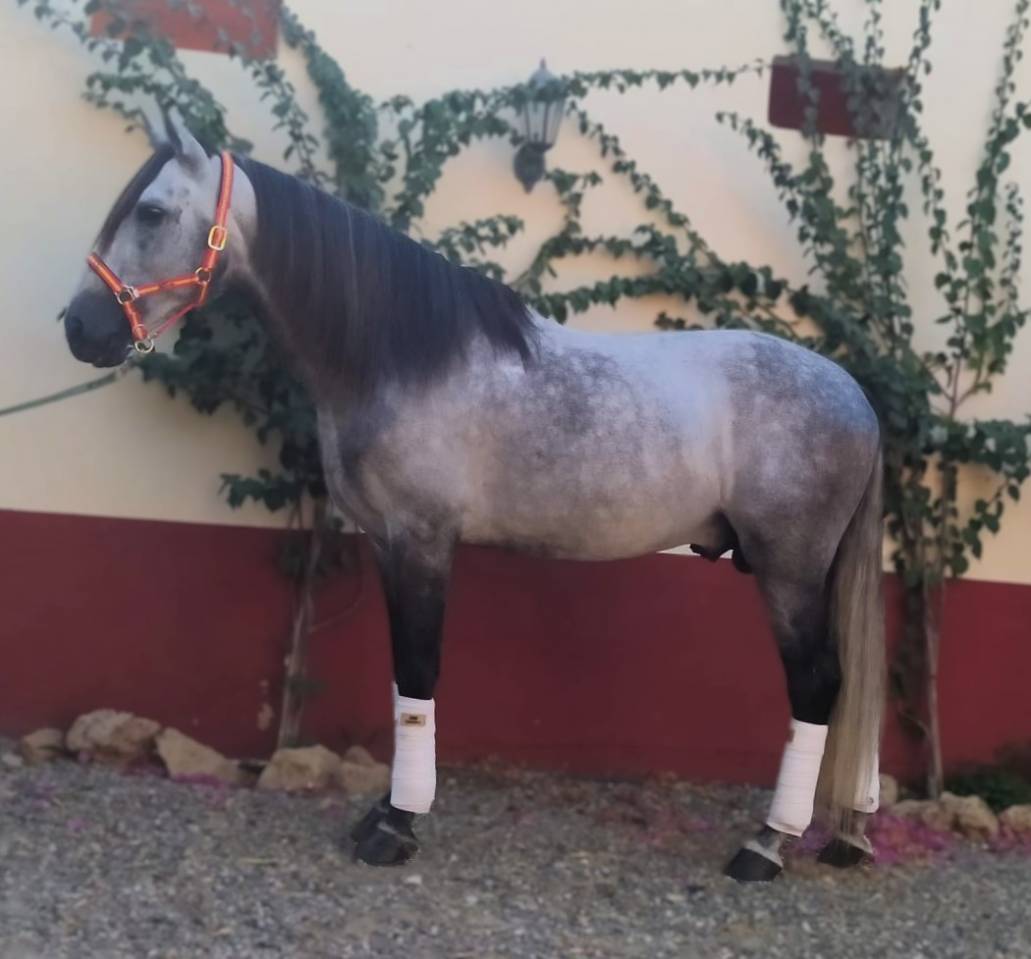 FLAMANTE: Élégance et noblesse à l’état pur 