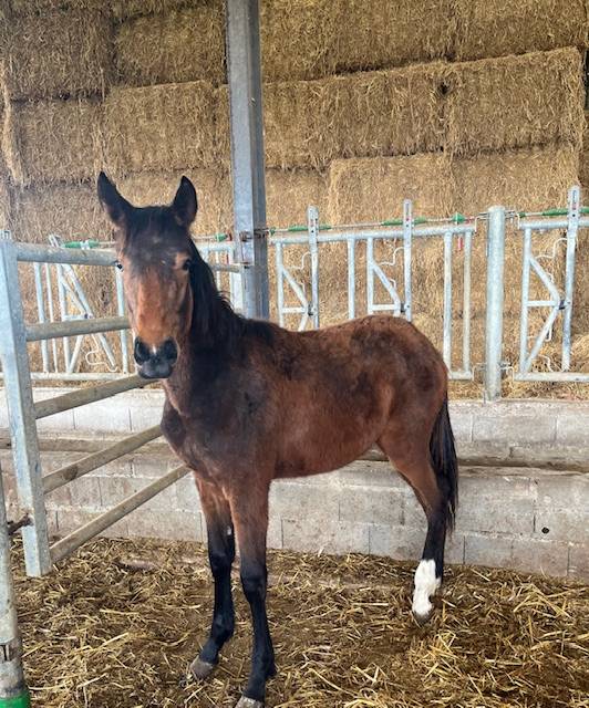 CHEVAL SELLE FRANCAIS HONGRE NE EN 2024