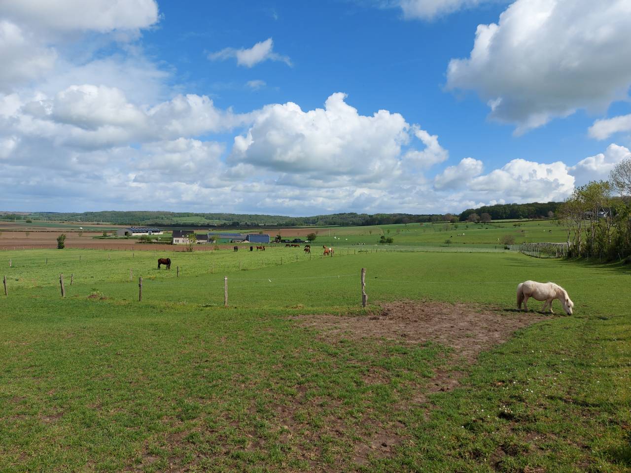 pension chevaux , Pâturage + hangar 