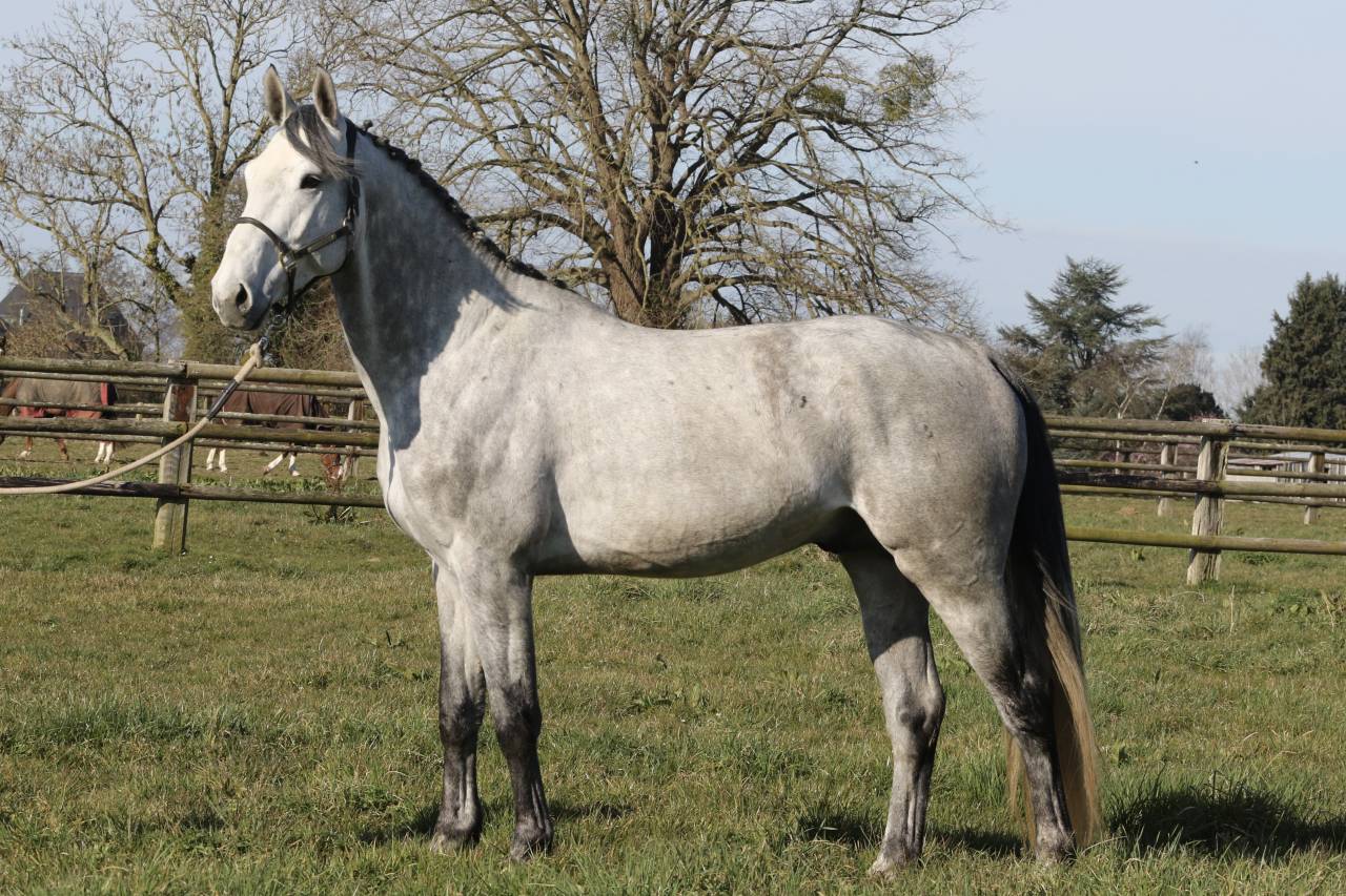 Actinium Brimbelles Z 