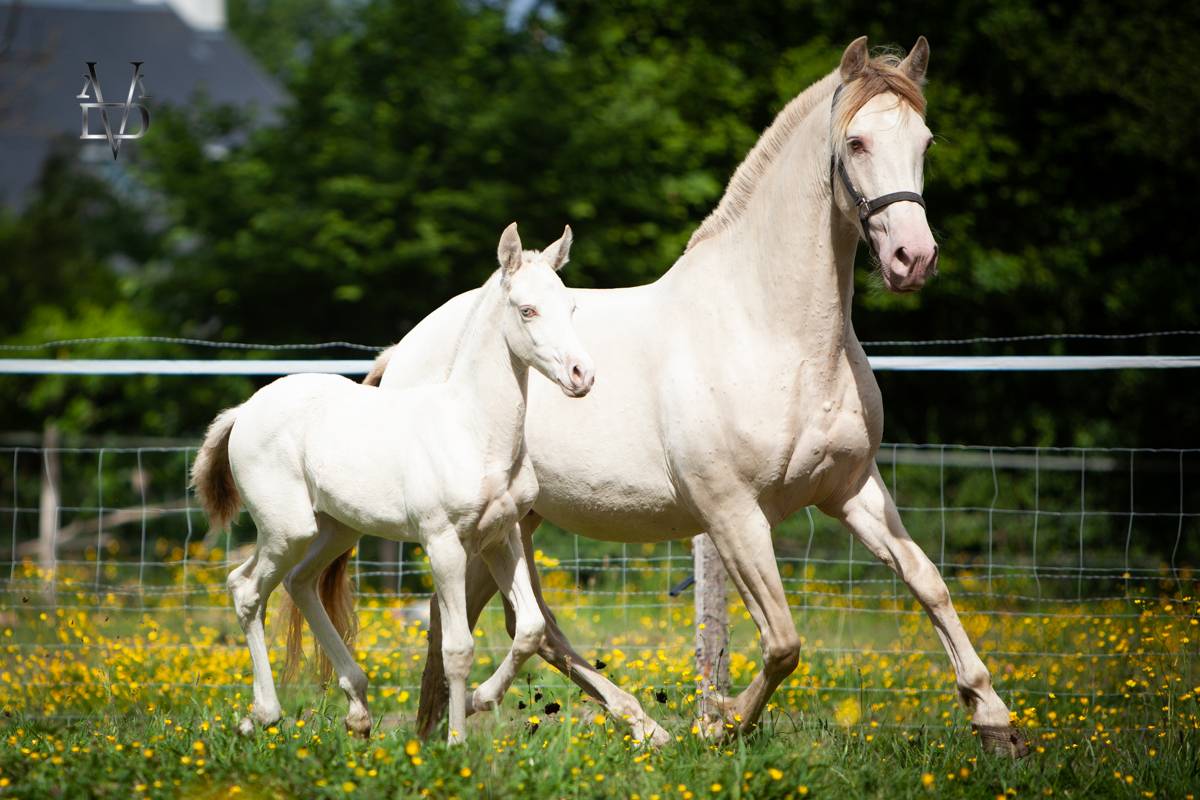 Poulain Pure Race Espagnole Crème/Pearl 