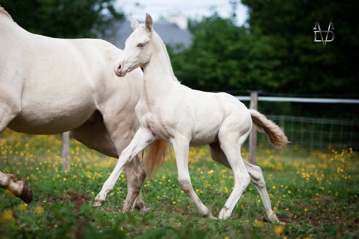 Poulain Pure Race Espagnole Crème/Pearl 