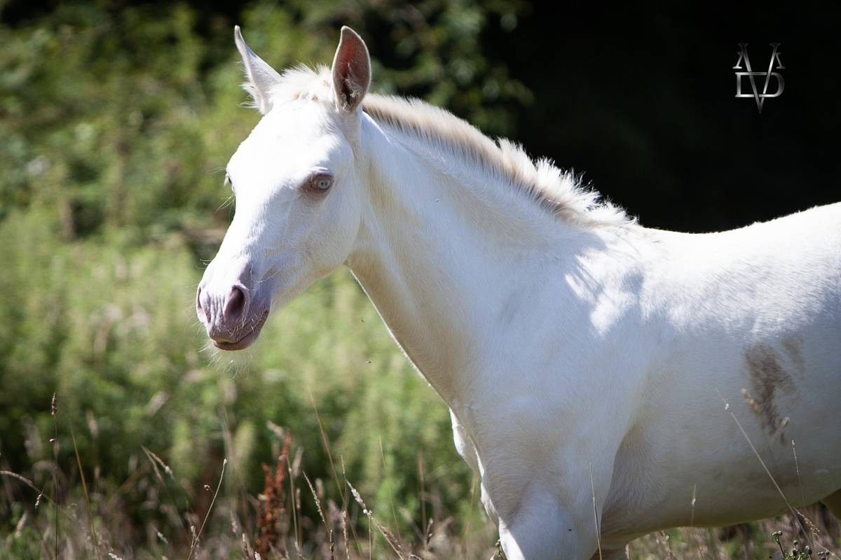 Poulain Pure Race Espagnole Crème/Pearl 