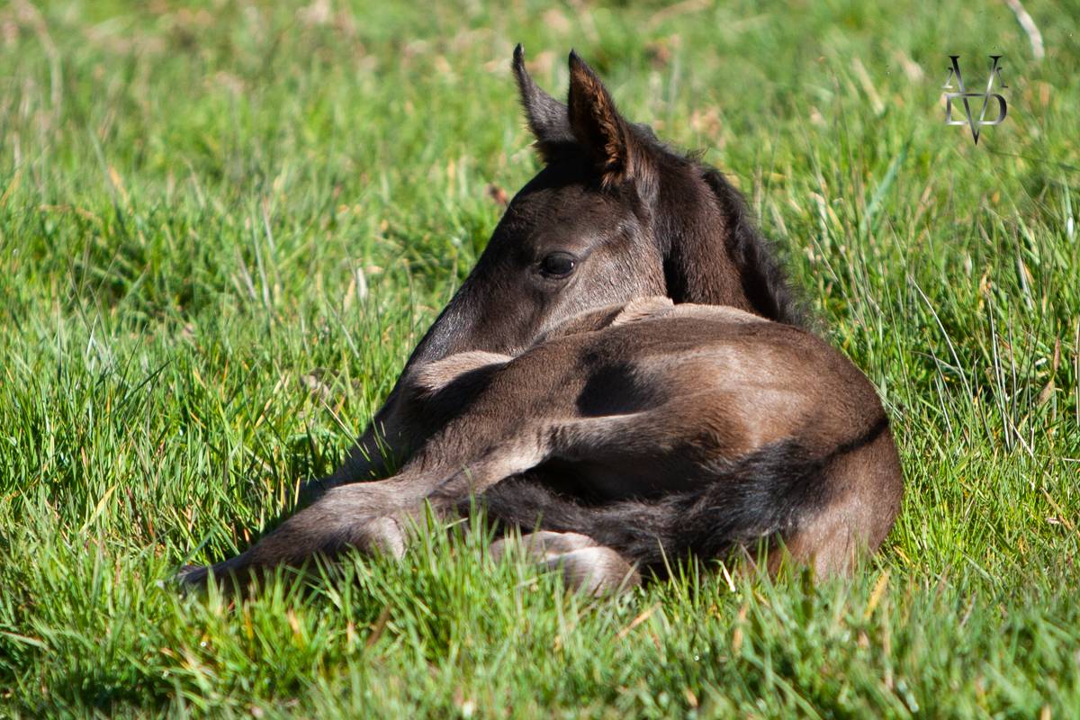 Poulain Pure Race Espagnole Noir 