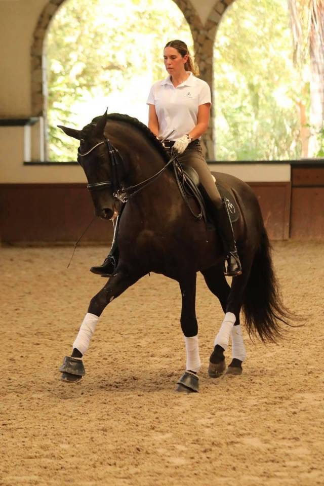 Poulain Pure Race Espagnole Noir 