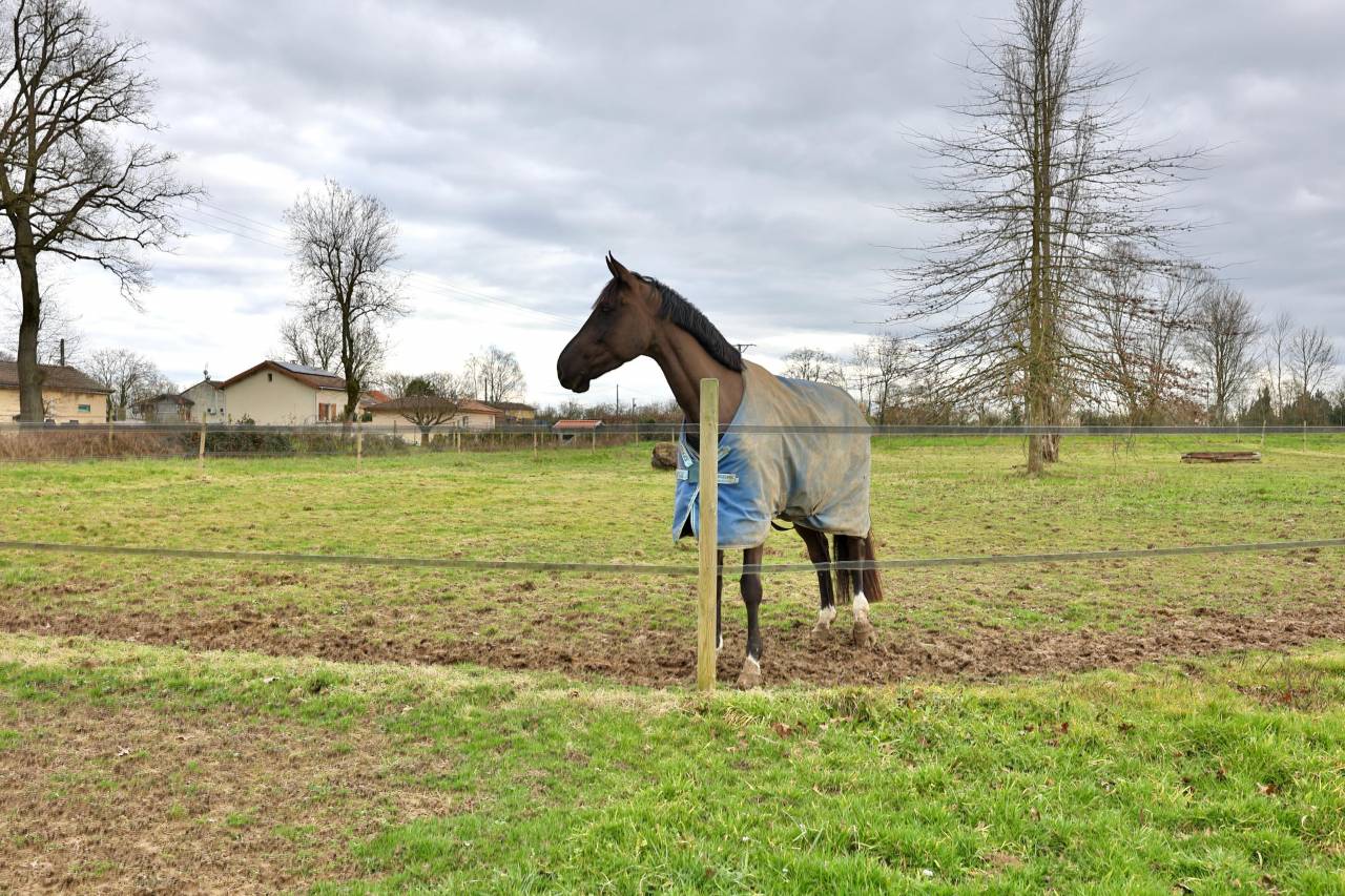 Propriété équestre de 3,5ha (01)