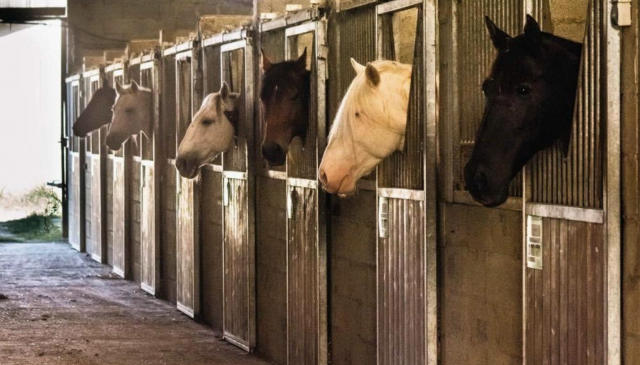 Propriété équestre de 3ha (32)