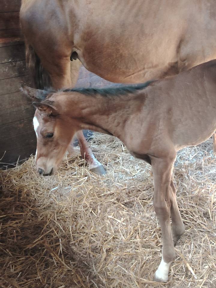 Pouliche sf très chic 