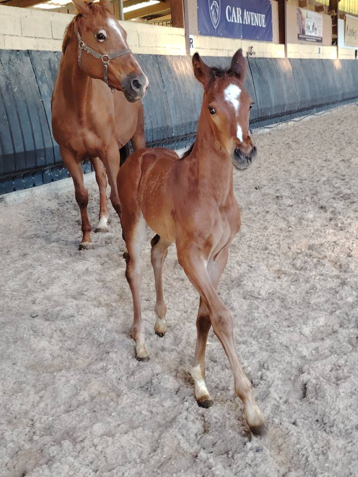 Pouliche sf très chic 