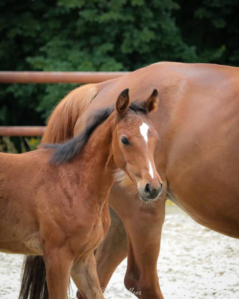 Pouliche sf très chic 