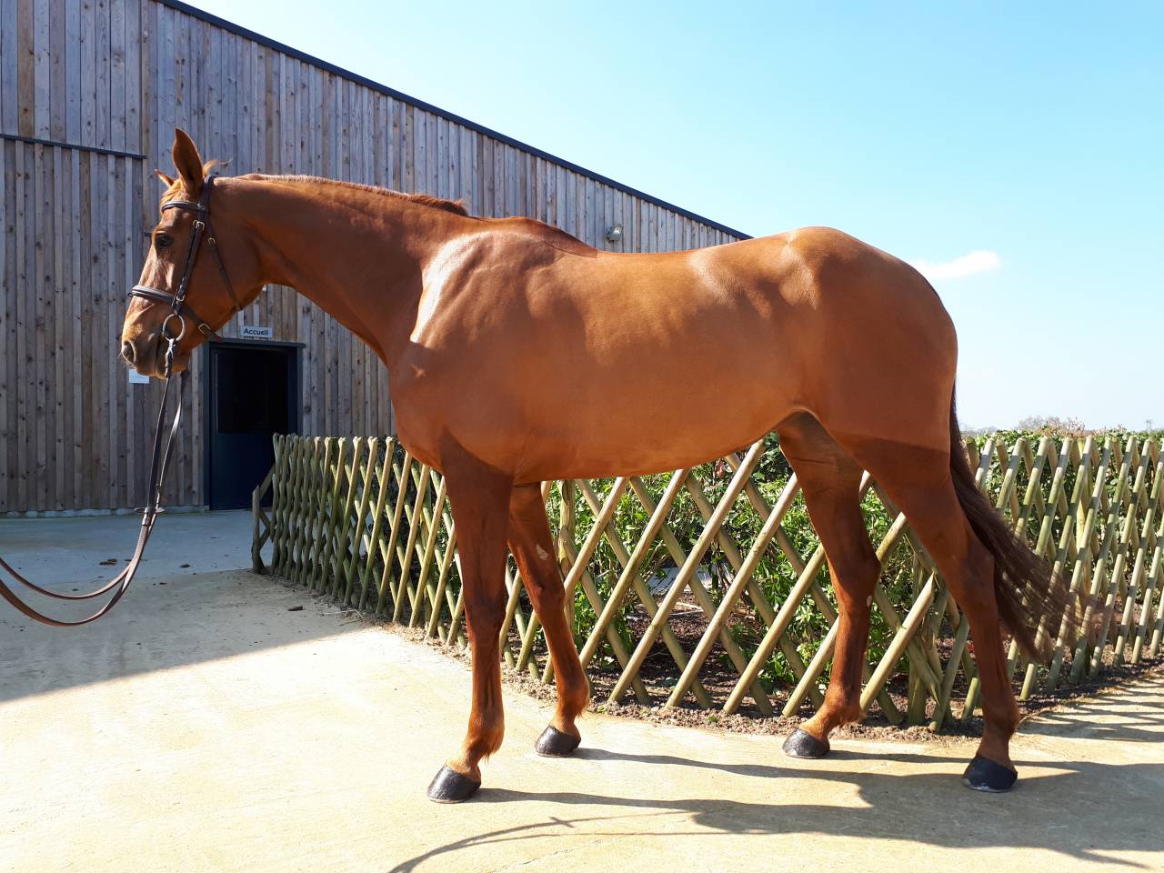 Poulinière + pouliche par Untouchable