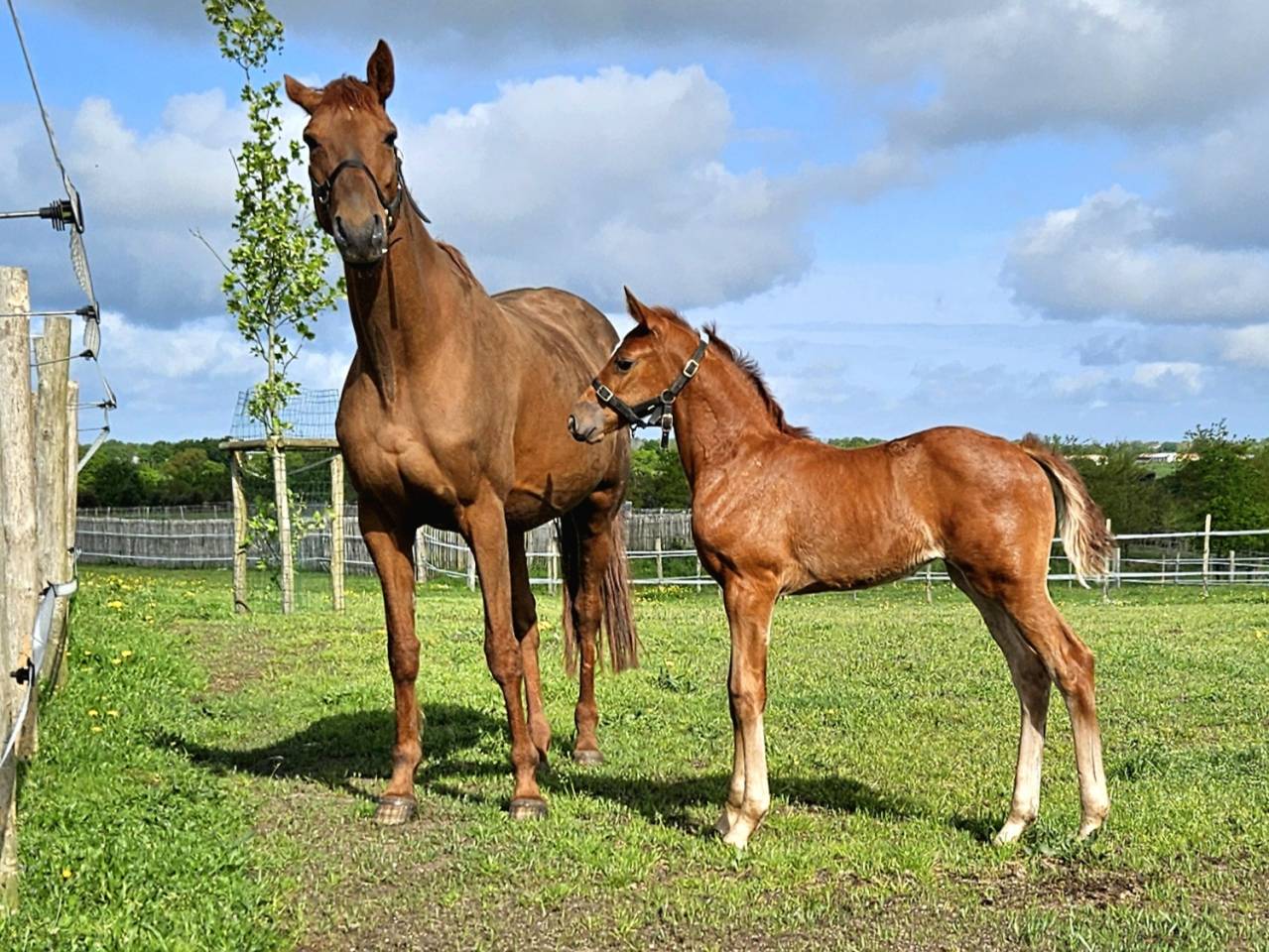 Poulinière + pouliche par Untouchable
