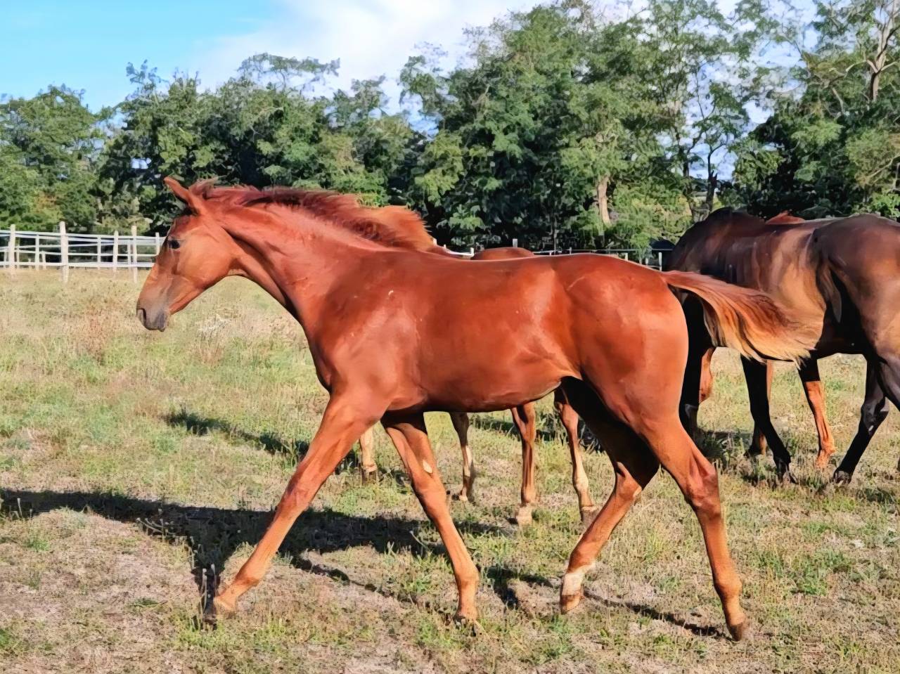 Poulinière + pouliche par Untouchable