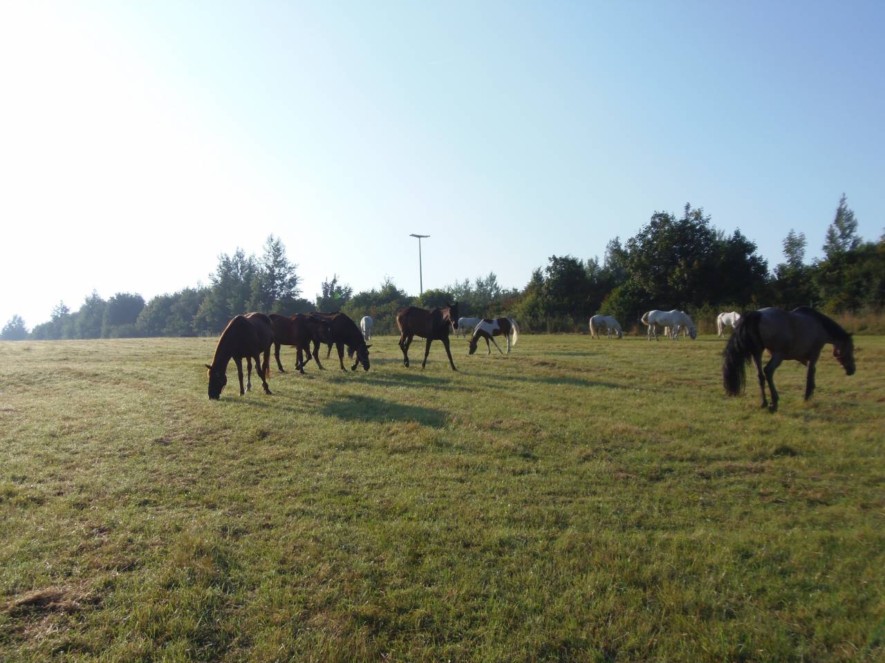 pension pour chevaux à Habay