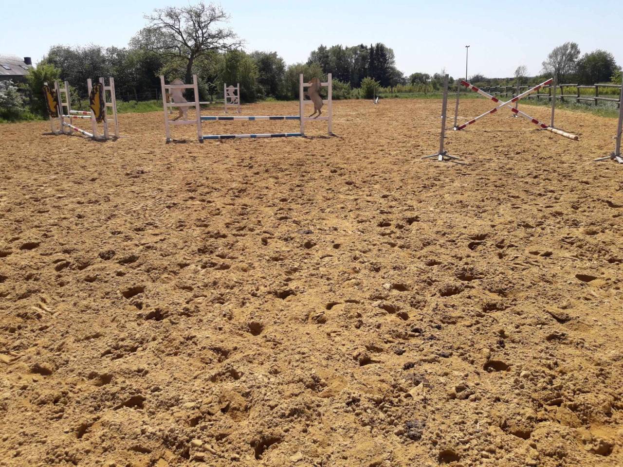 pension pour chevaux à Habay