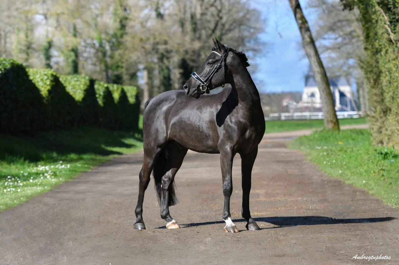 Meilleur New Forest de sa génération ! MERRIE MALACHIE