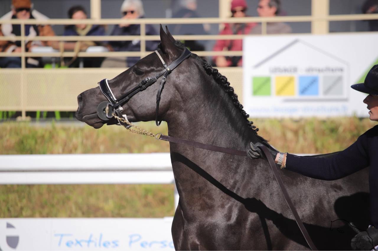 Meilleur New Forest de sa génération ! MERRIE MALACHIE