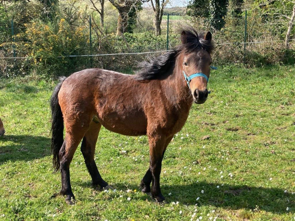 Poulain dartmoor 2 ans