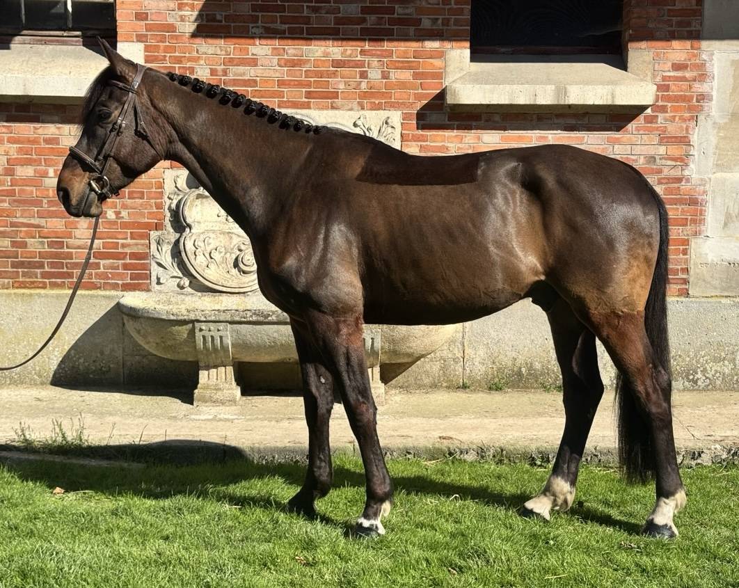 Hongre 6 ans dressage - 1,73m - bai foncé - super look