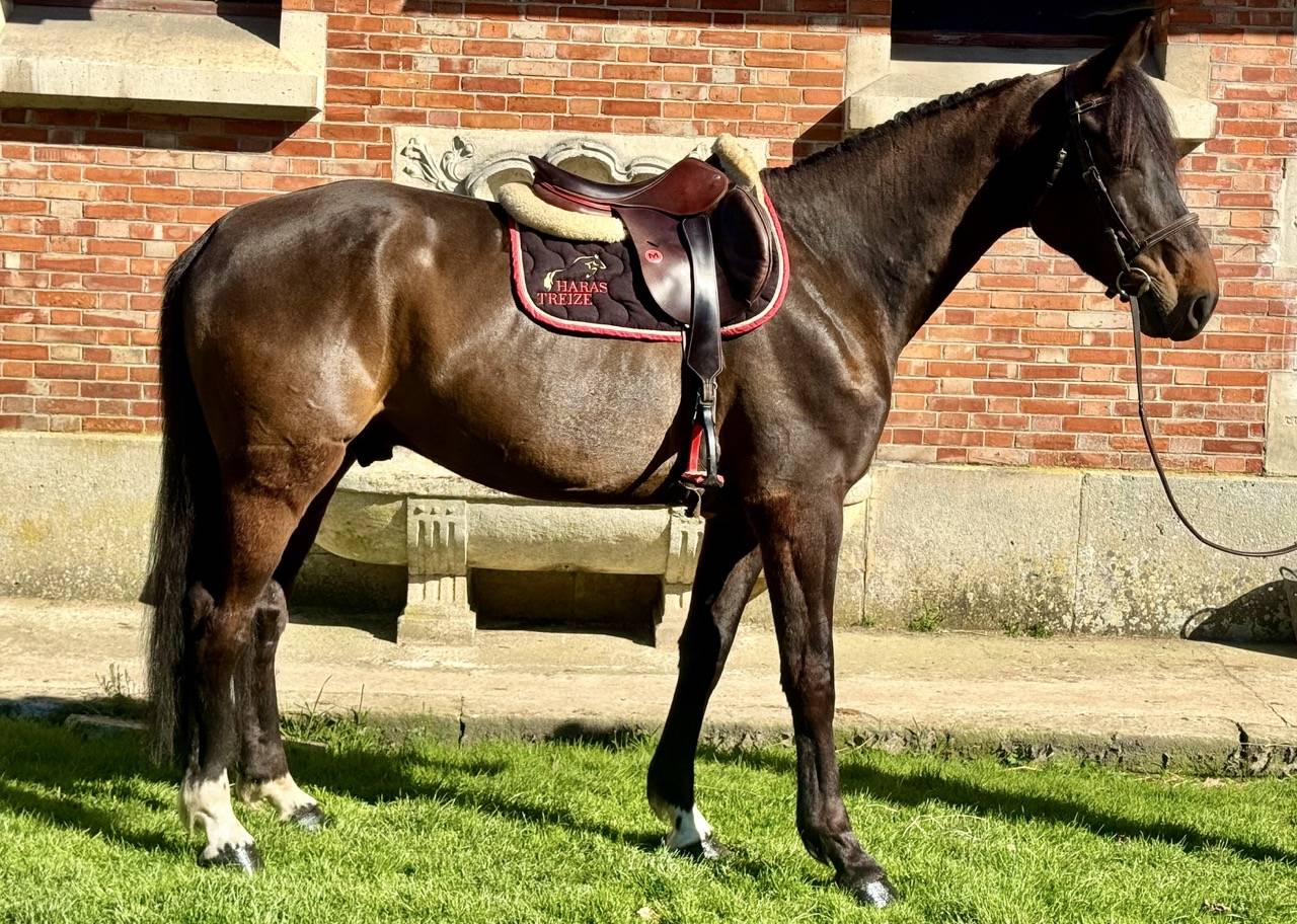 Hongre 6 ans dressage - 1,73m - bai foncé - super look
