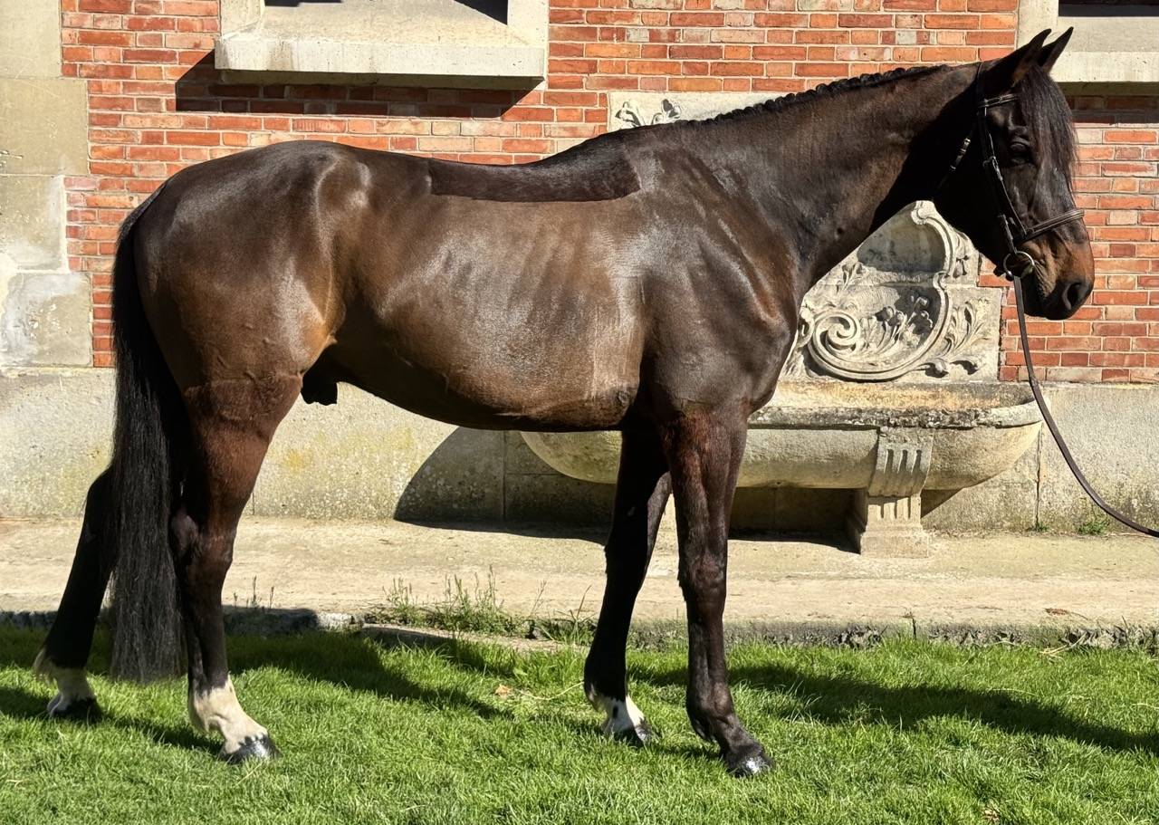 Hongre 6 ans dressage - 1,73m - bai foncé - super look