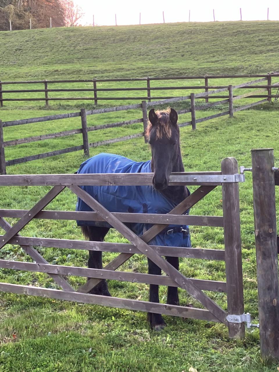 Pouliche Frisonne Pleins Papiers