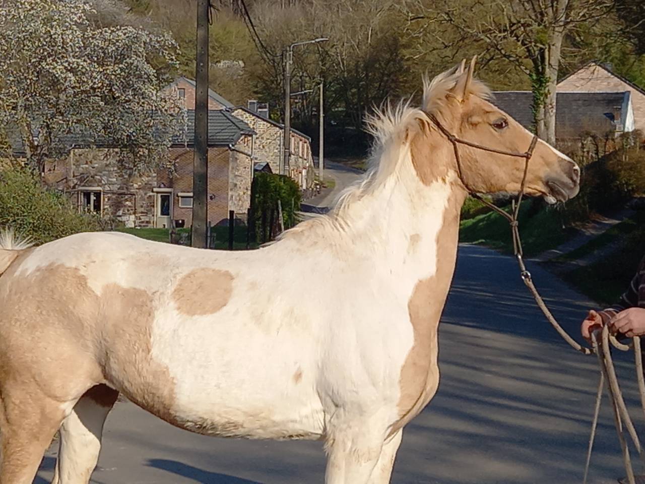 Jument  Pie Alzane clair Tobiano  BAISSE DE PRIX!!!