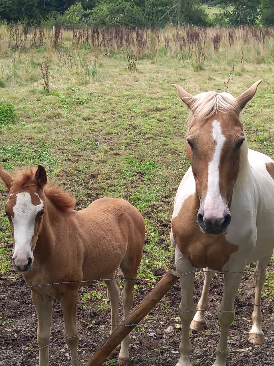 Jument  Pie Alzane clair Tobiano  BAISSE DE PRIX!!!