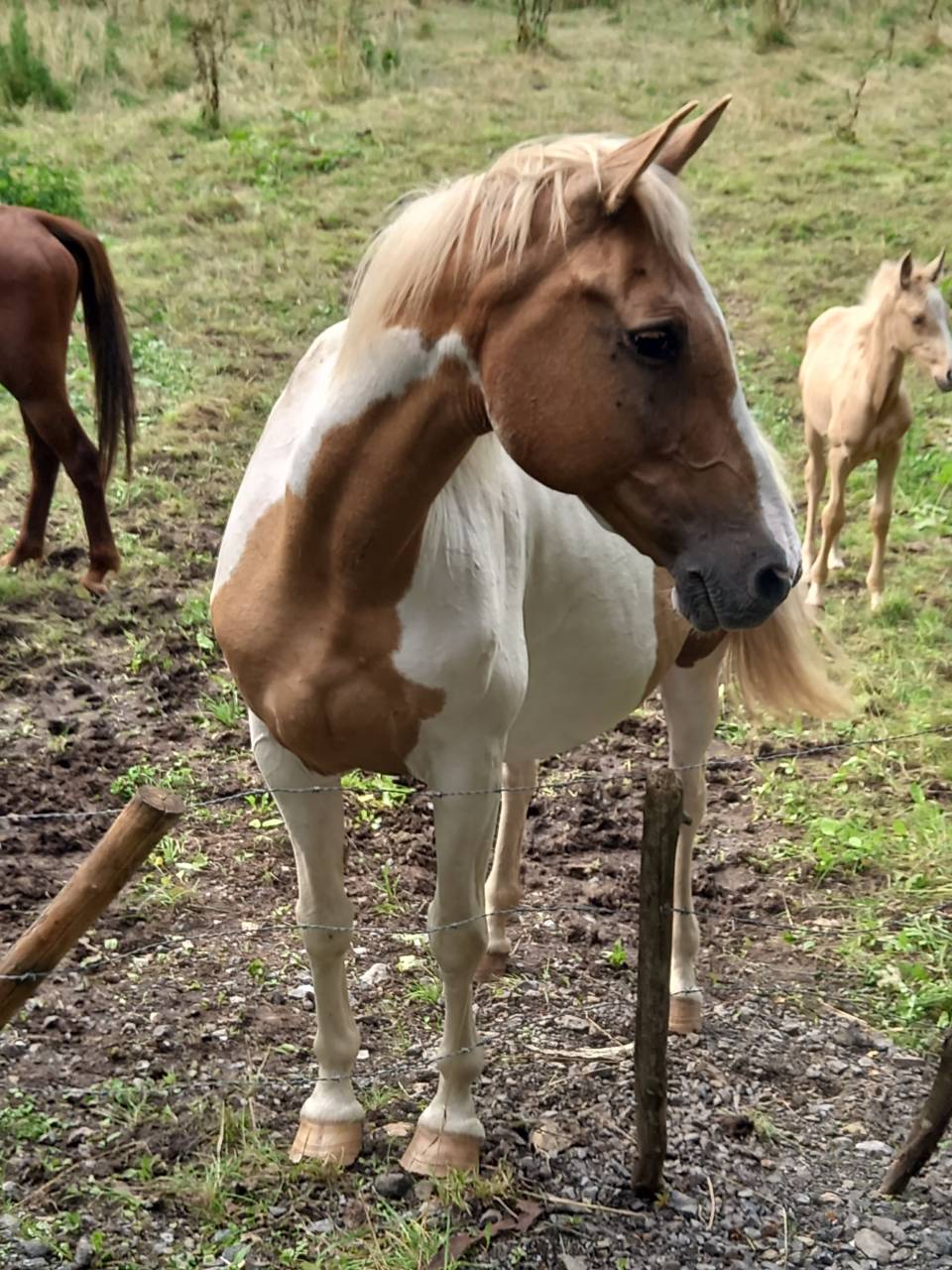Jument  Pie Alzane clair Tobiano  BAISSE DE PRIX!!!