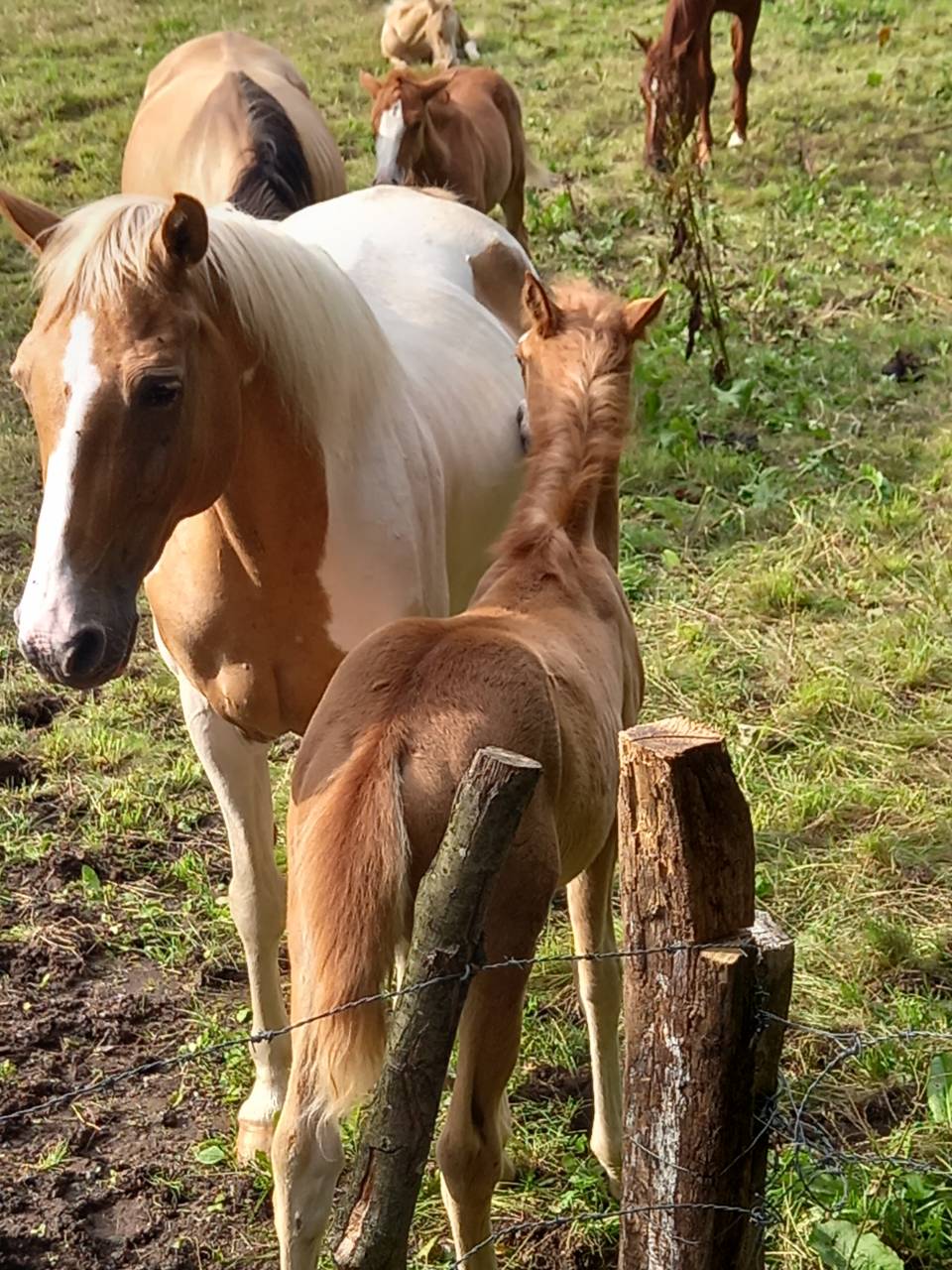 Jument  Pie Alzane clair Tobiano  BAISSE DE PRIX!!!