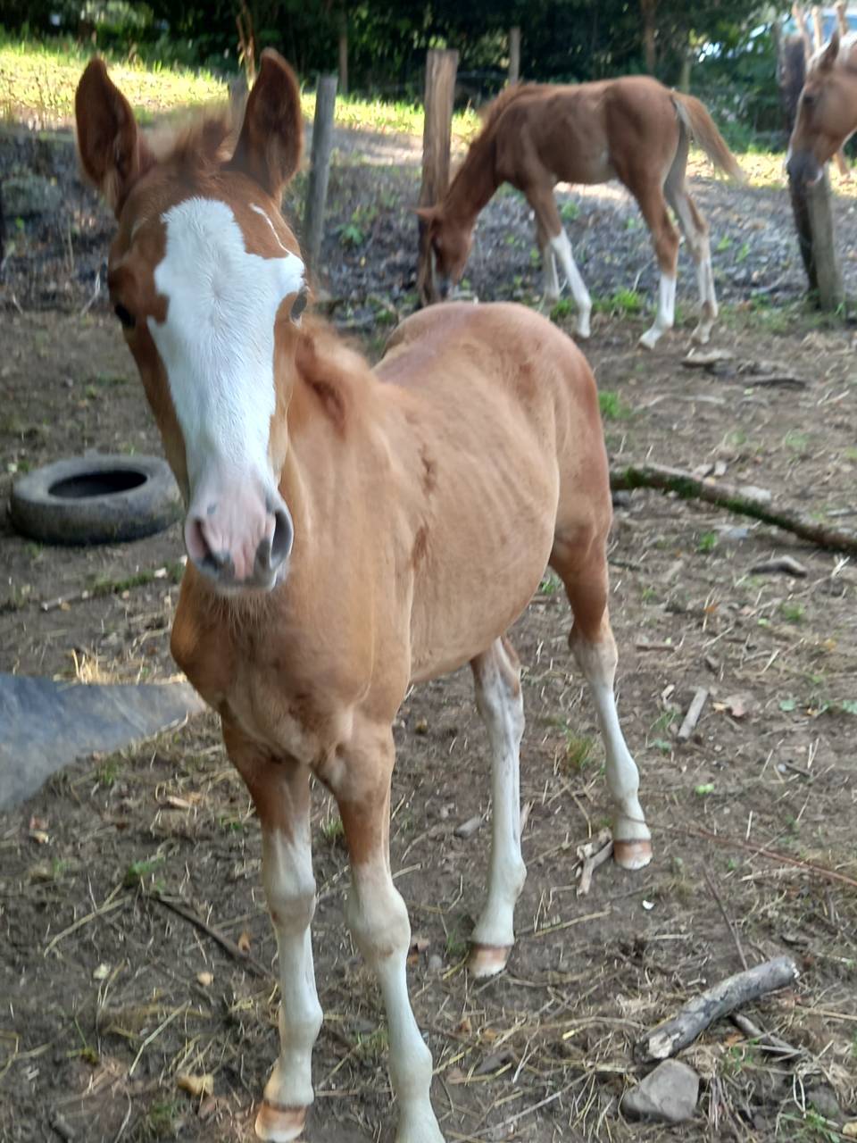 Jument  Pie Alzane clair Tobiano  BAISSE DE PRIX!!!