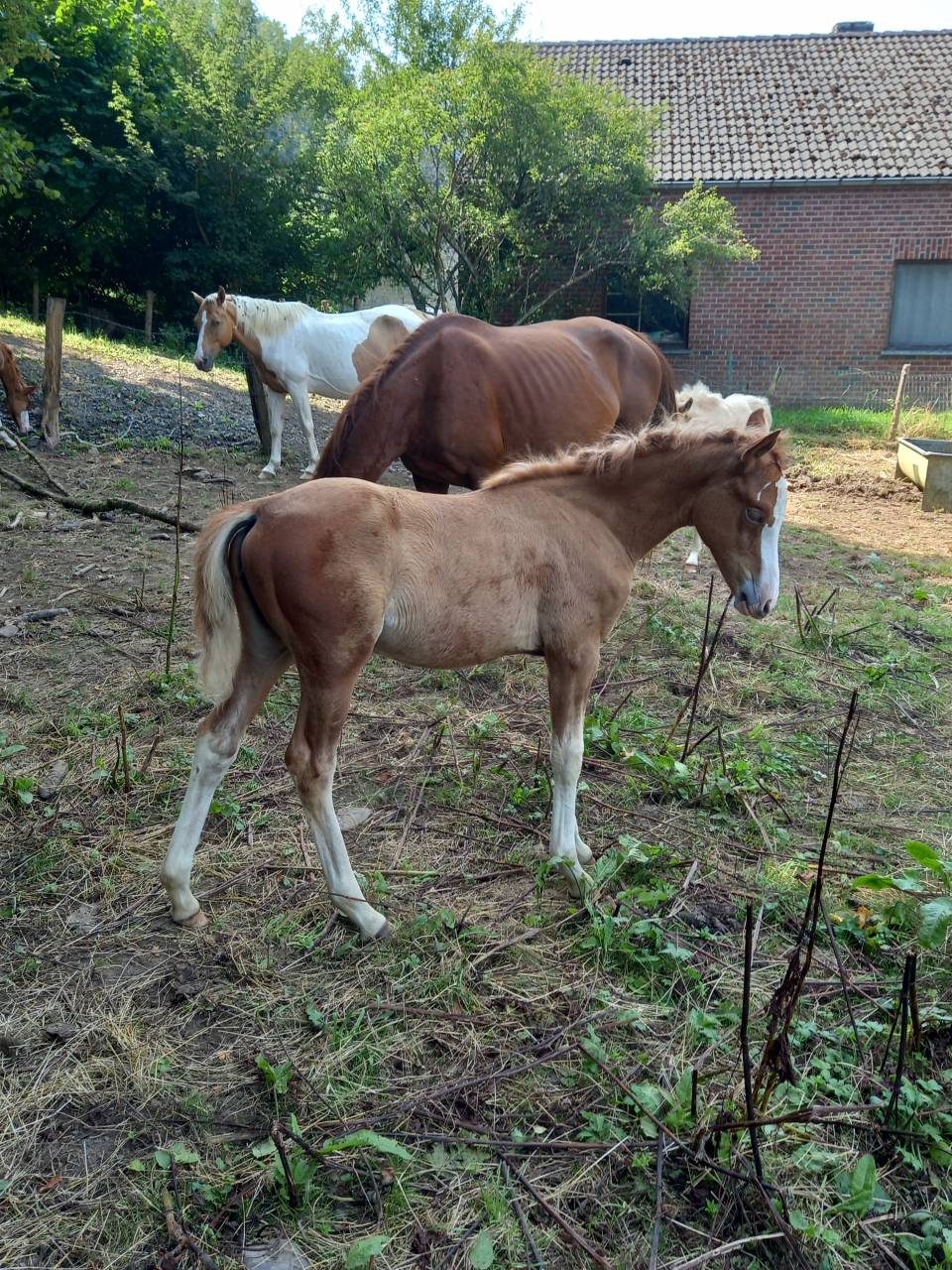 Jument  Pie Alzane clair Tobiano  BAISSE DE PRIX!!!