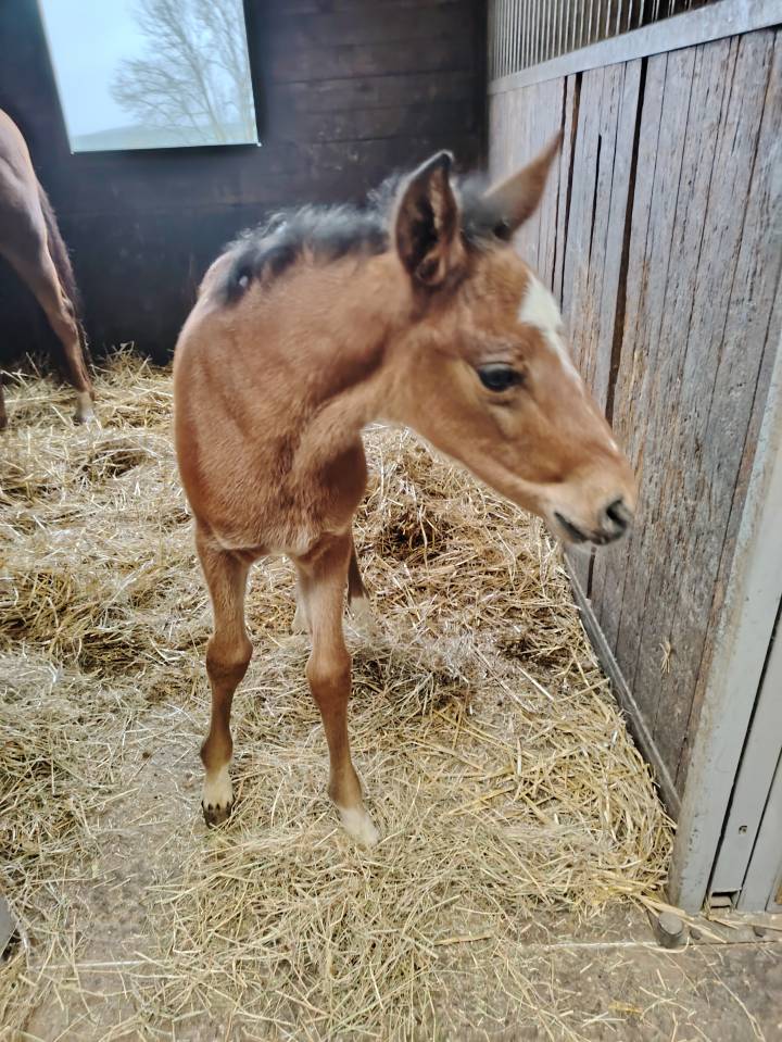 Très beau mâle pfs