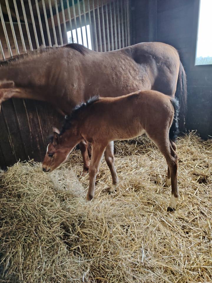 Très beau mâle pfs