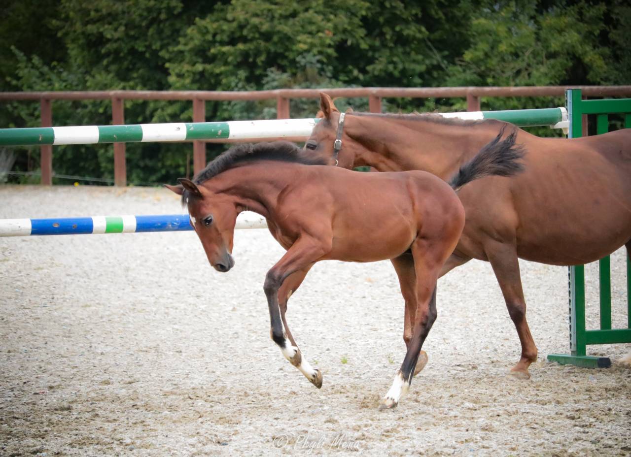 Très beau mâle pfs