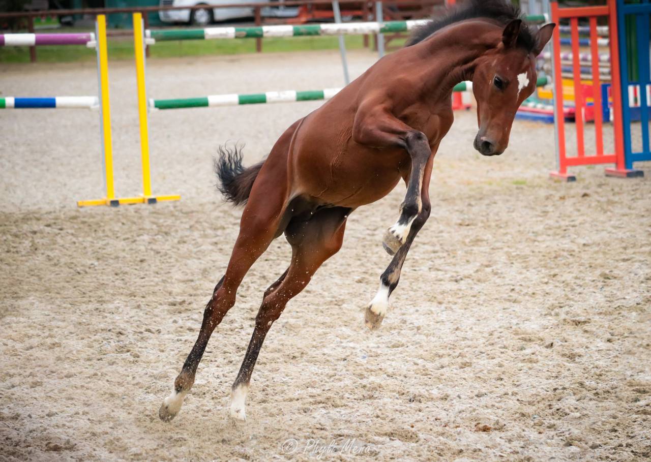 Très beau mâle pfs