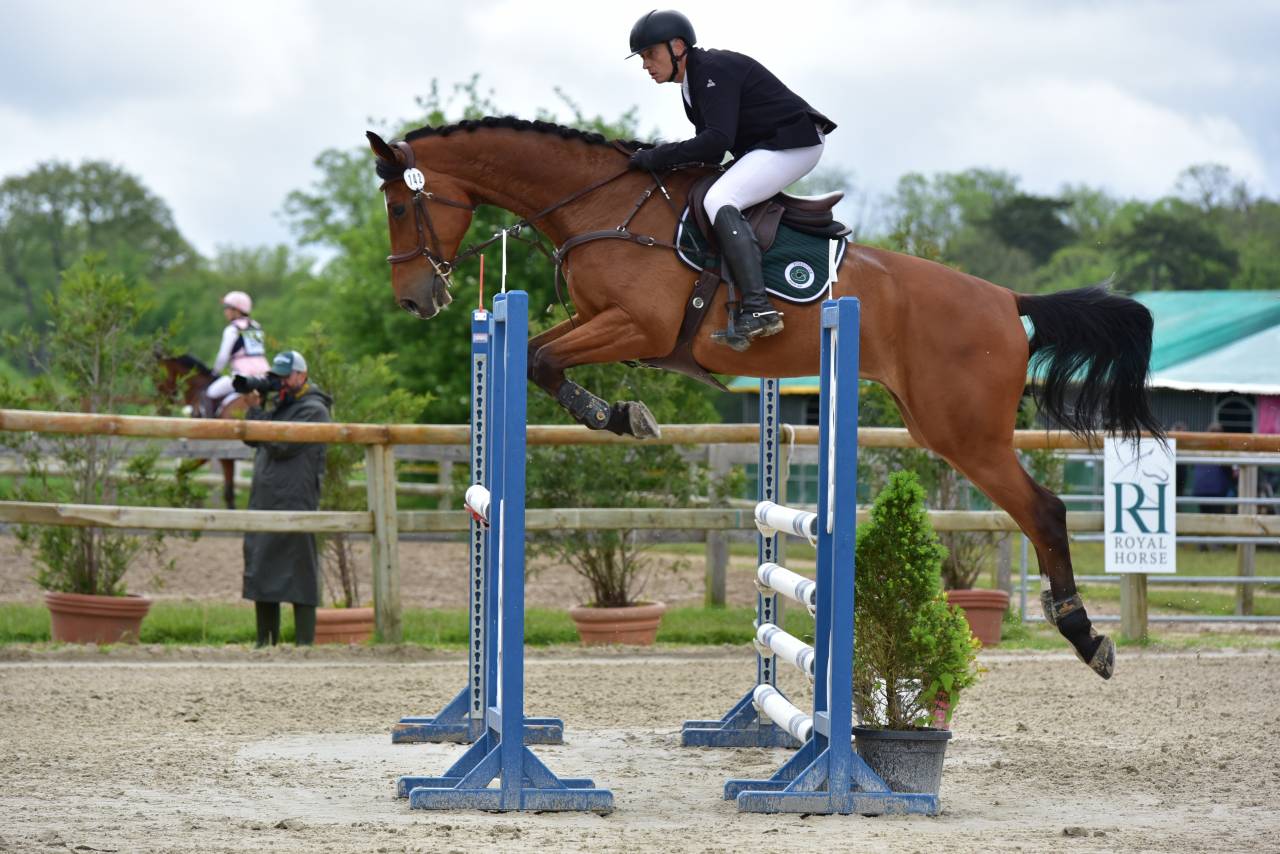 Hongre Zangersheide 9 ans