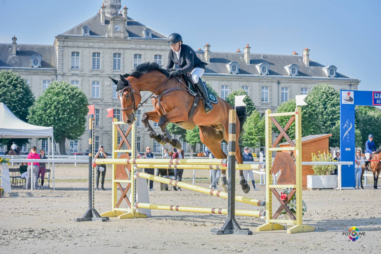 Hongre Zangersheide 9 ans