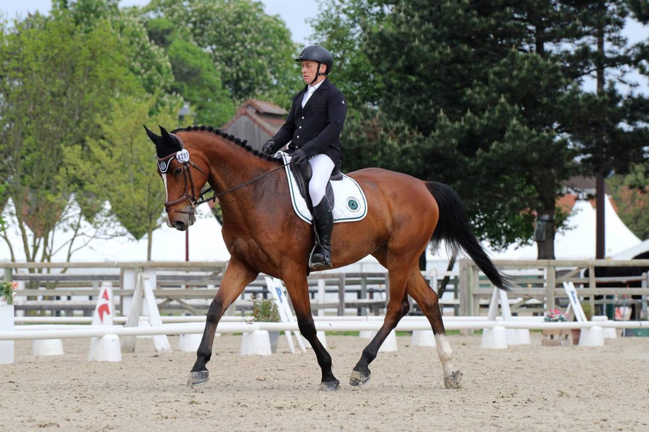 Hongre Zangersheide 9 ans