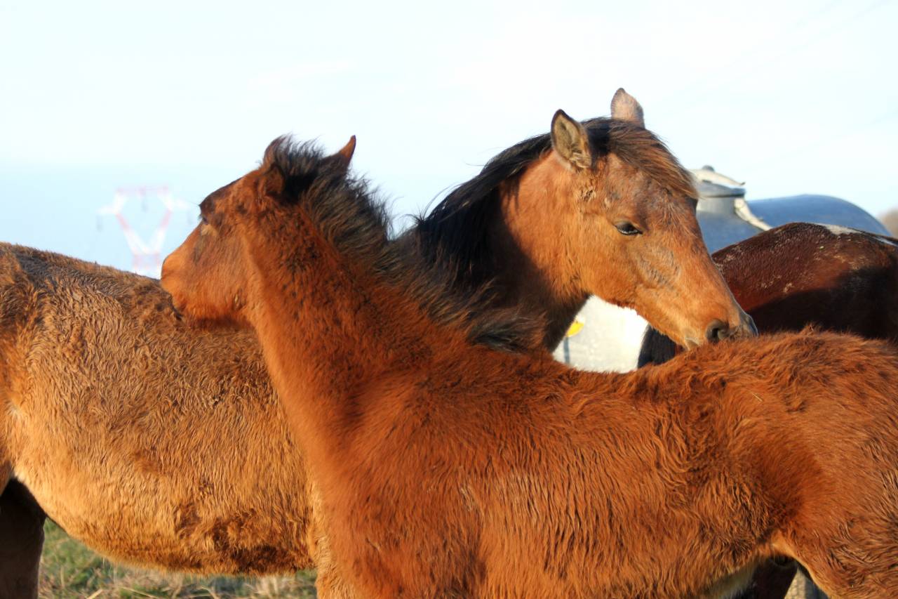 Cessation Elevage 68 - Nombreux chevaux PSL, PRE et jeunes