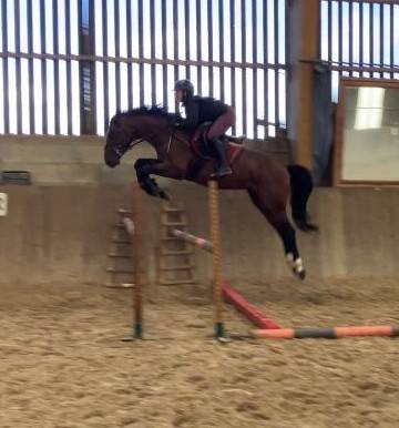 Jeune cheval, 3 ans, Bai; SF, toisera 1.68 -1.72