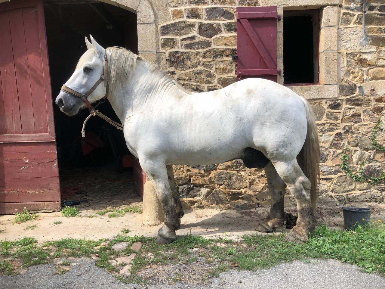 percheron monté attelé travail bois