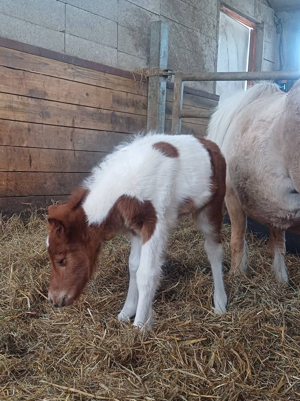 Foal pp shetland futur grand standard 