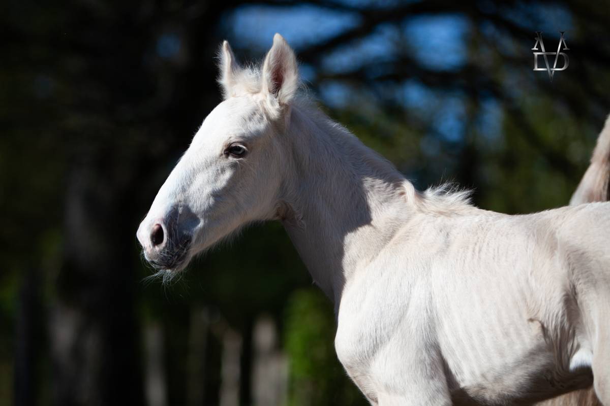 Poulain Pure Race Espagnole palomino