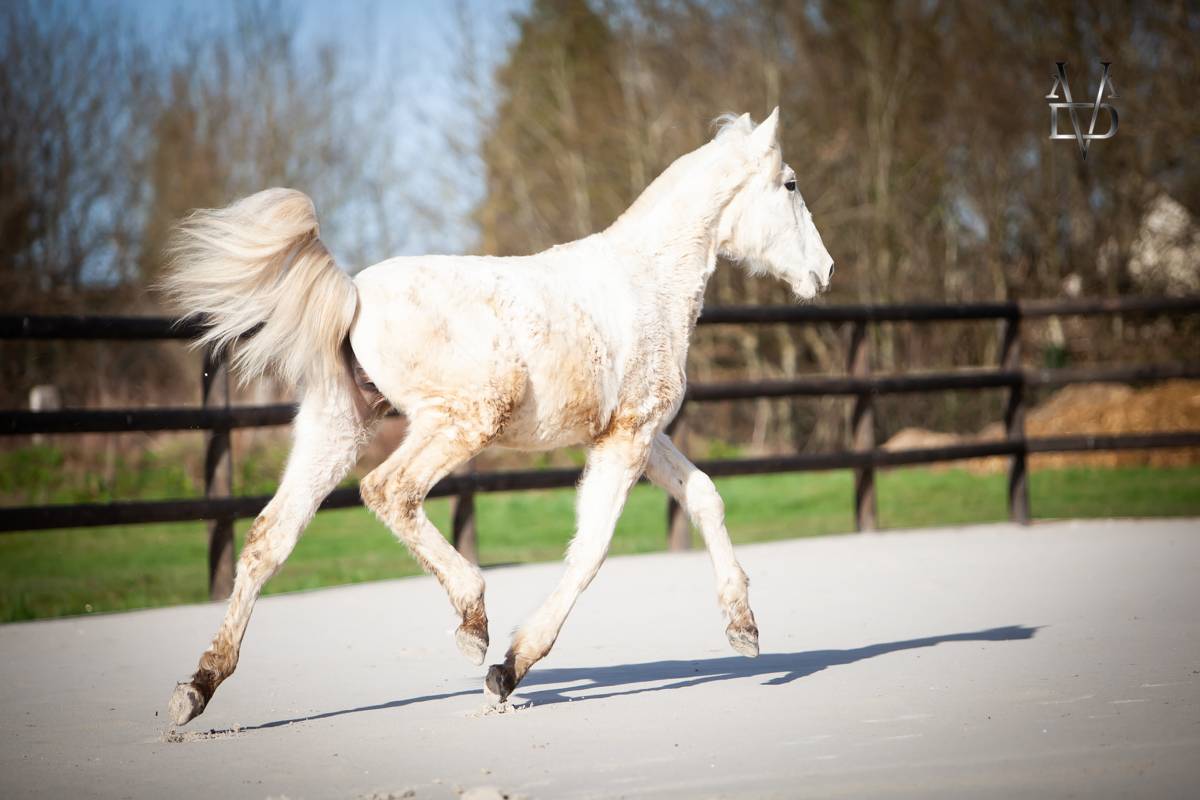 Poulain Pure Race Espagnole palomino &agrave; vendre