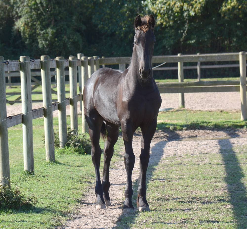 Poulain Frison Eliott du Graffard 